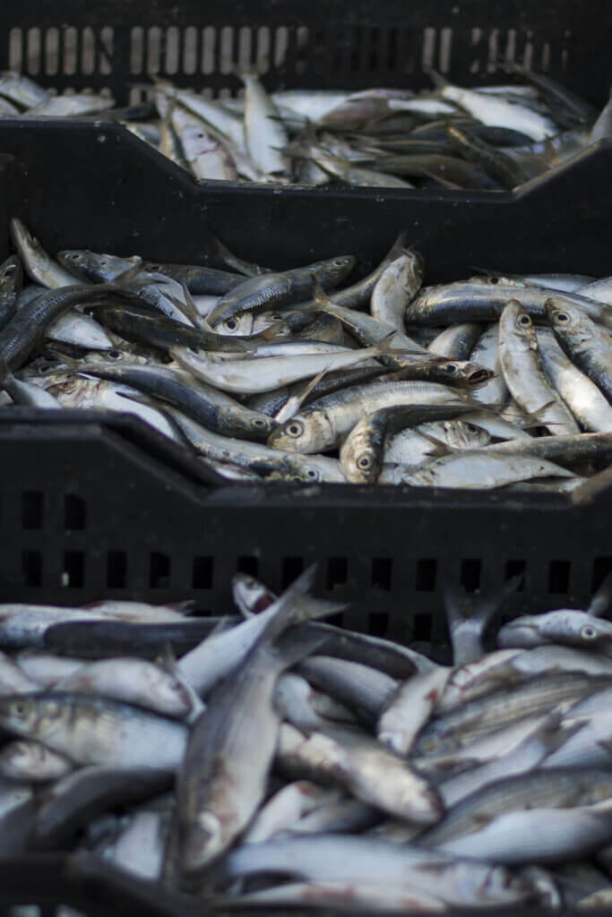 À la Recherche – Ilhem Ben Jaballah